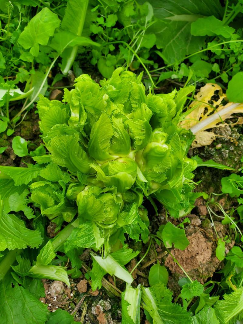 儿菜四川绵阳的精品儿菜大心子小心子儿菜基地货