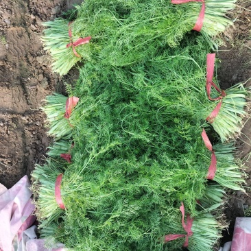 精品茴香，大棚茴香，诚邀各地客商前来收购