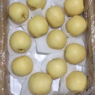 皇冠梨