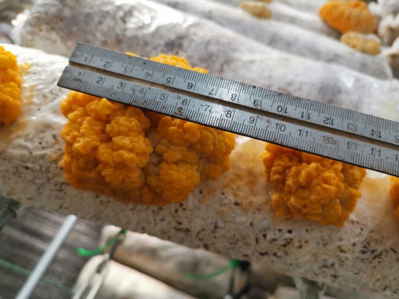 金耳新鲜金耳黄金木耳新鲜采摘自家种植欢迎合作