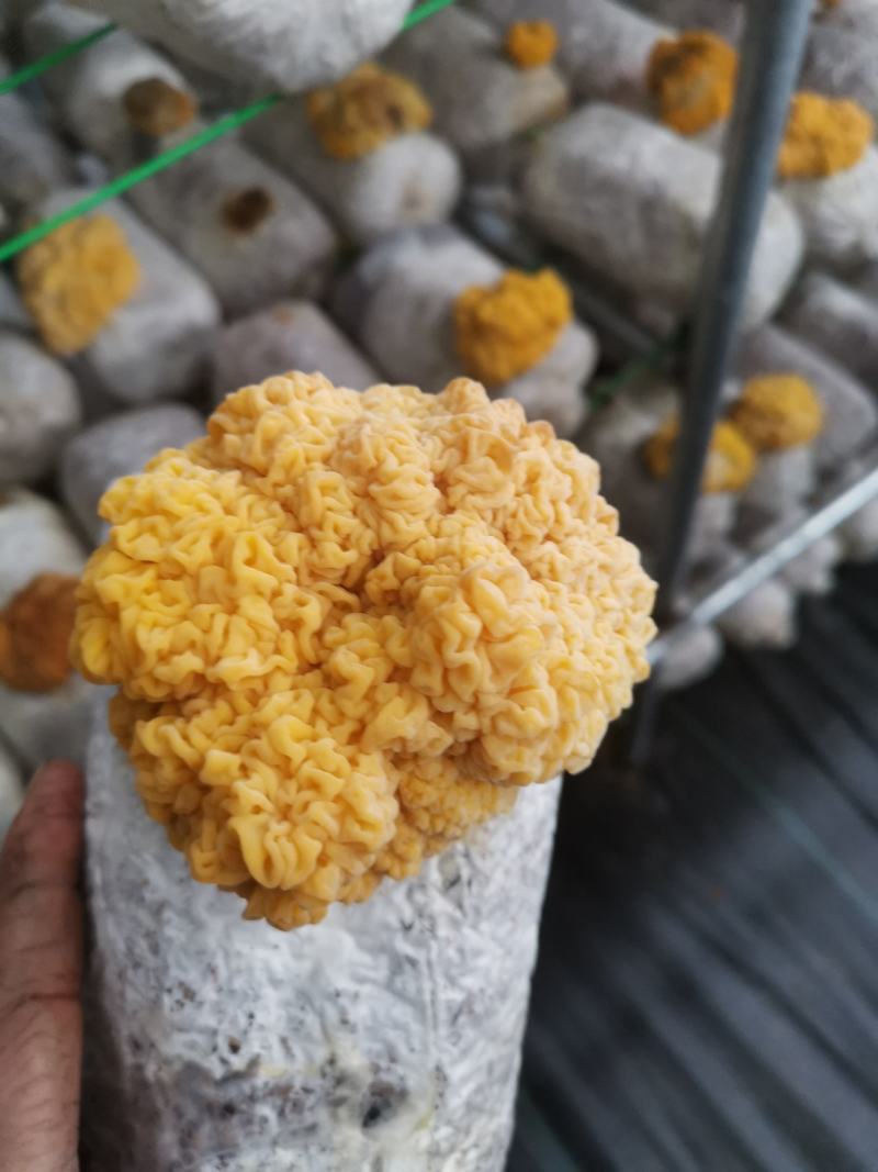 金耳新鲜金耳黄金木耳新鲜采摘自家种植欢迎合作