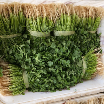 湖北香菜本地香菜品质好