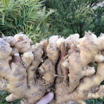 25年·老生姜·自家种植一手货源。