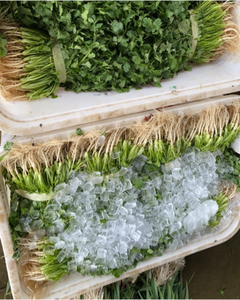 湖北香菜本地香菜品质好