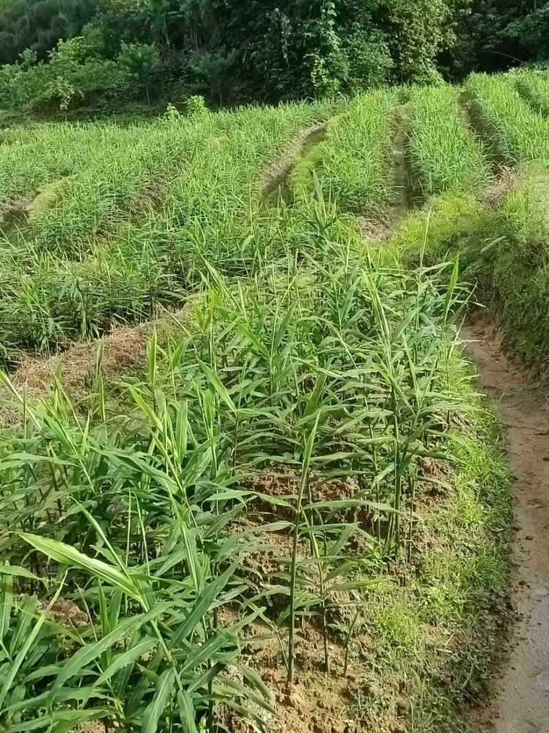 鲜生姜·自家种植一手货源。