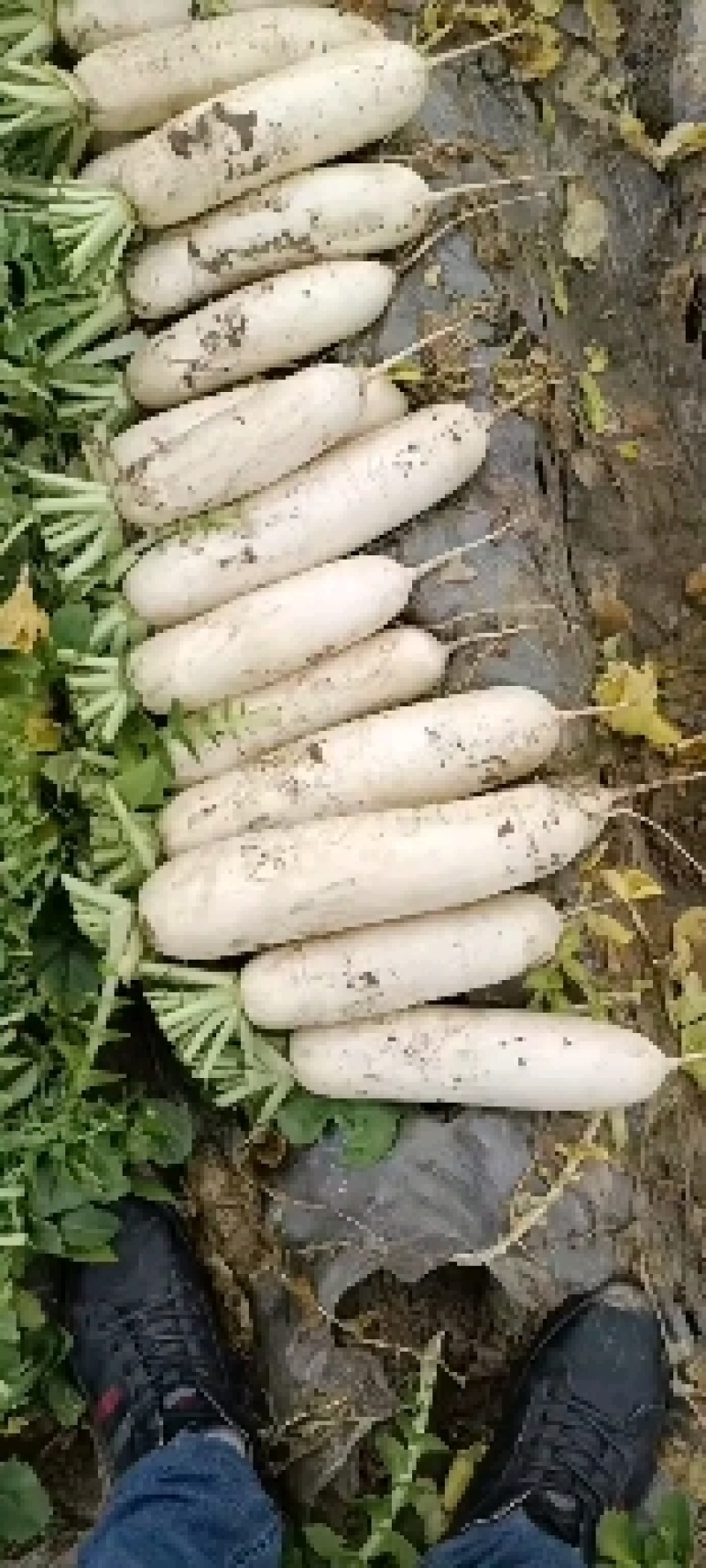 贵州白萝卜，产地供货，质量为本，诚信经营