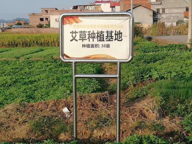 艾草新鲜食用艾草可做青团糍粑粑清明果艾叶艾蒿艾米果现摘