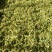 2024年精品脱水花菜干低糖无添加青杆花菜干
