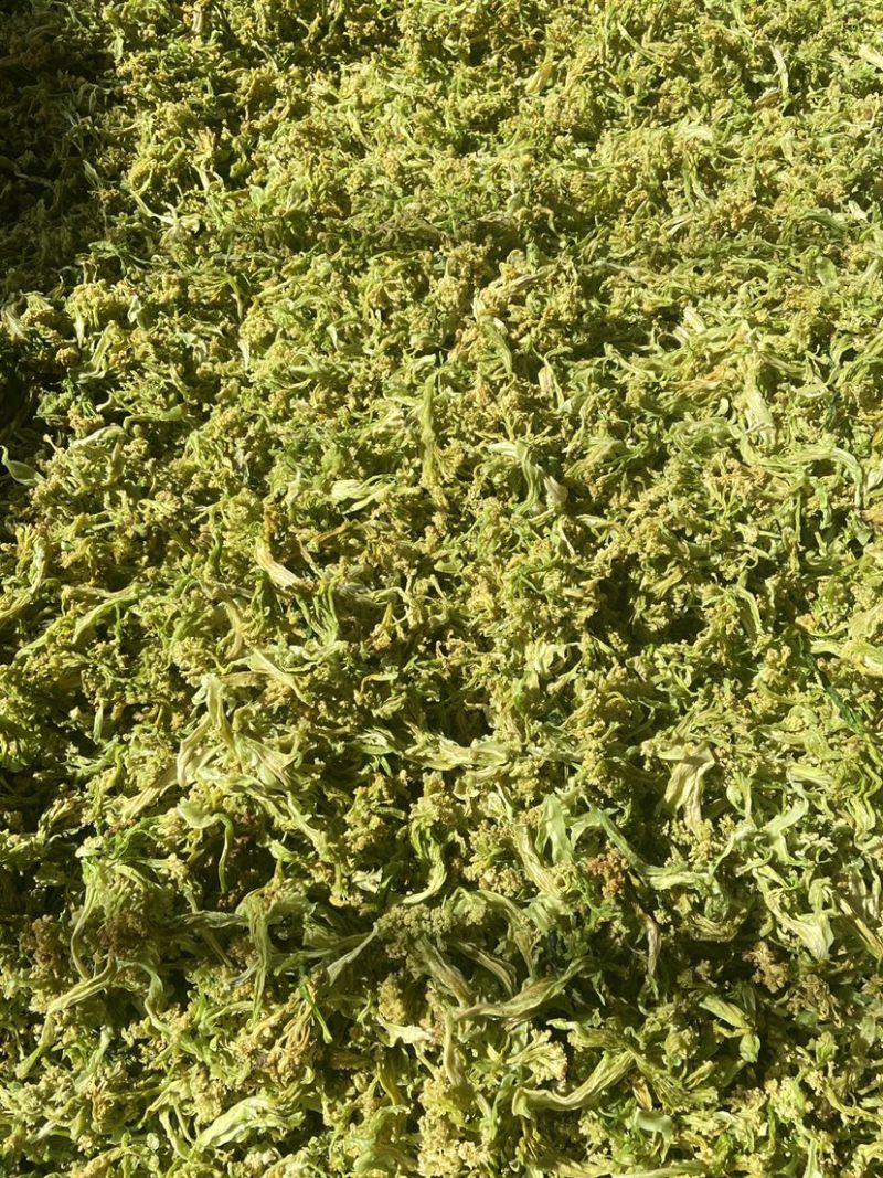 2024年精品脱水花菜干低糖无添加青杆花菜干