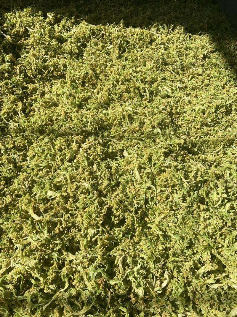 2024年精品脱水花菜干低糖无添加青杆花菜干
