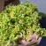 2024年精品脱水花菜干低糖无添加青杆花菜干