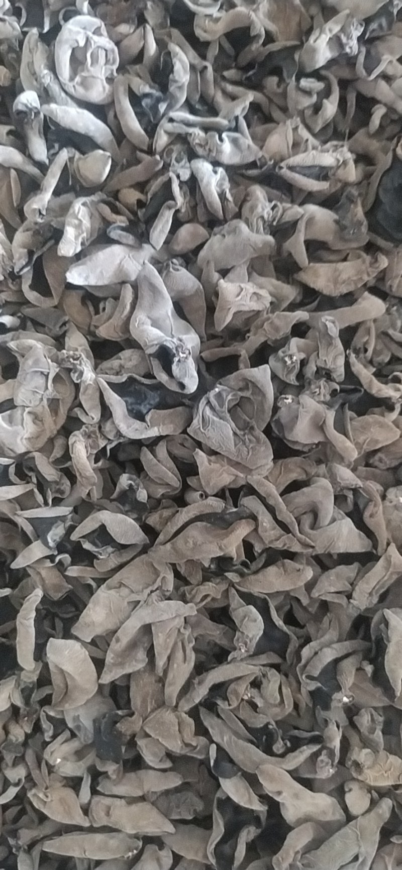 【推荐】东北黑木耳，秋木耳黑厚货源充足，品质保证