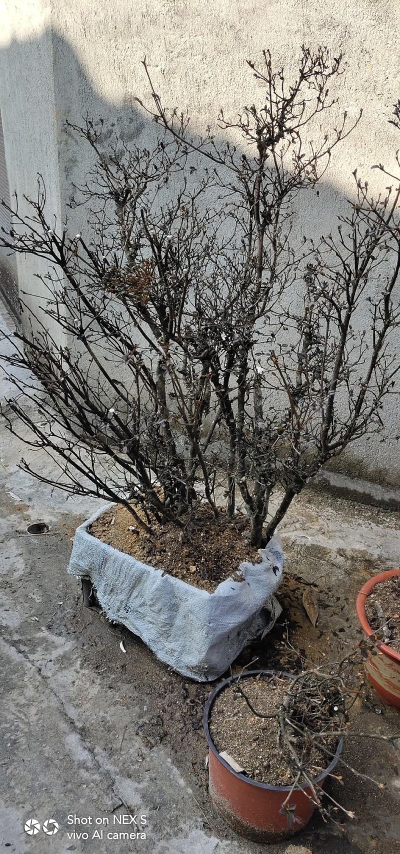 映山红精品百年小全冠