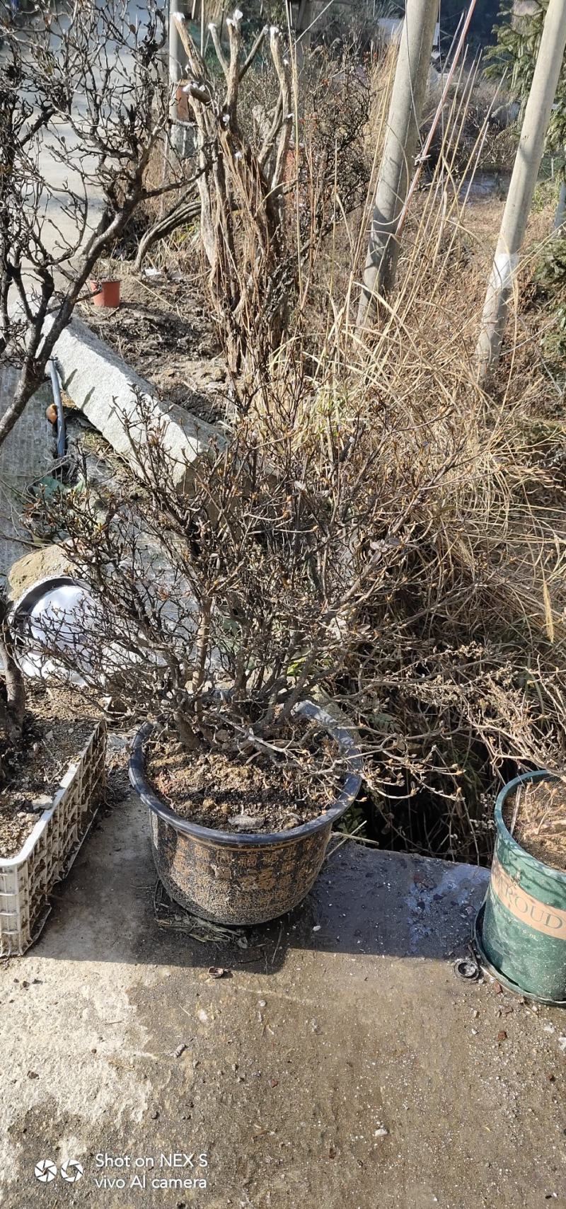 映山红精品百年小全冠