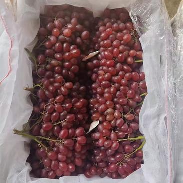 陕西大荔冷库克伦生葡萄，品质好，欢迎客户连系。