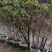 高山杜鹃，四季常绿，高山才有的杜鹃