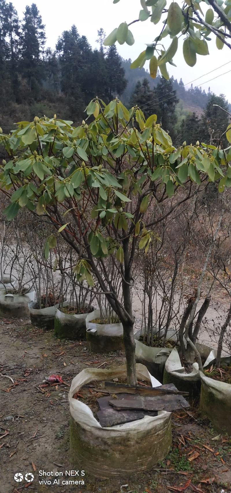 高山杜鹃，四季常绿，高山才有的杜鹃