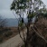 高山杜鹃，四季常绿，高山才有的杜鹃