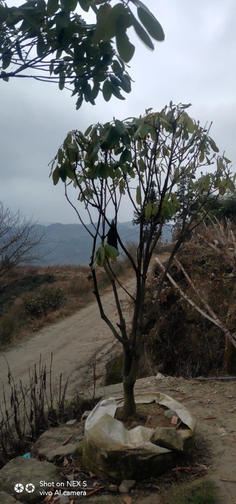 高山杜鹃，四季常绿，高山才有的杜鹃