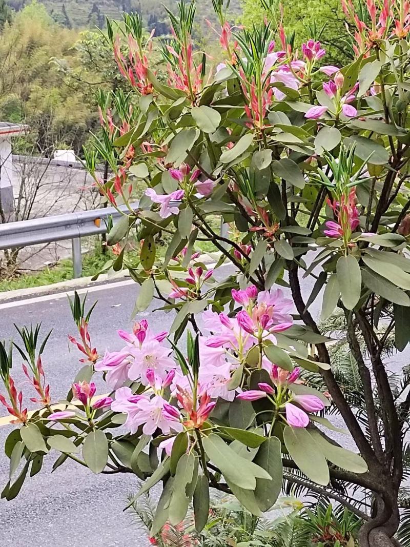 高山杜鹃，四季常绿，高山才有的杜鹃
