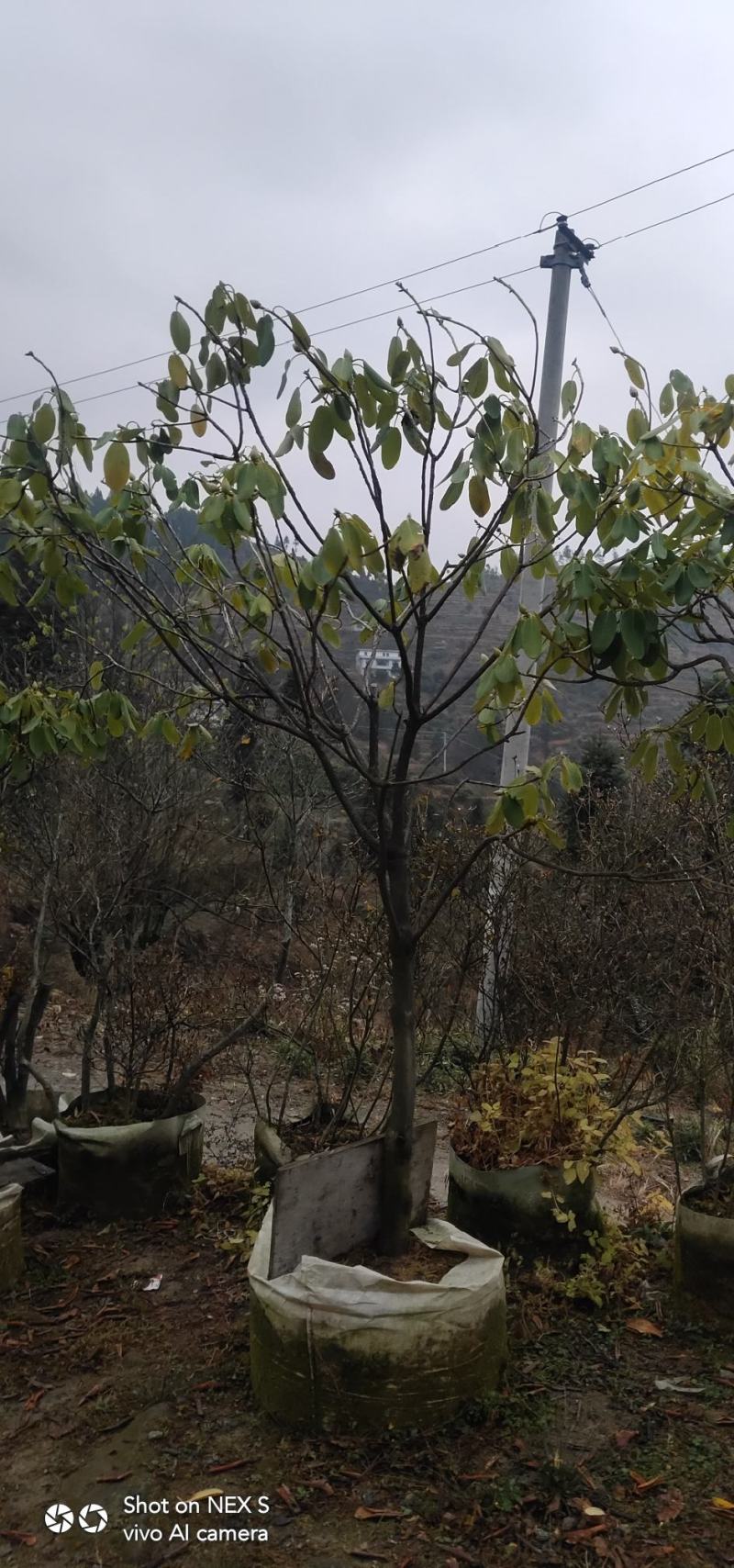 高山杜鹃，四季常绿，高山才有的杜鹃