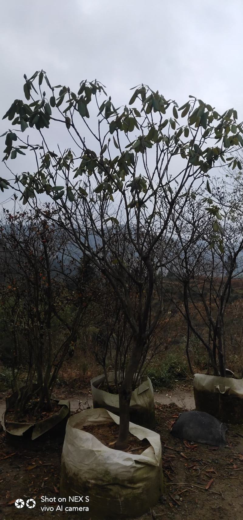 高山杜鹃，四季常绿，高山才有的杜鹃