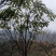 高山杜鹃，四季常绿，高山才有的杜鹃