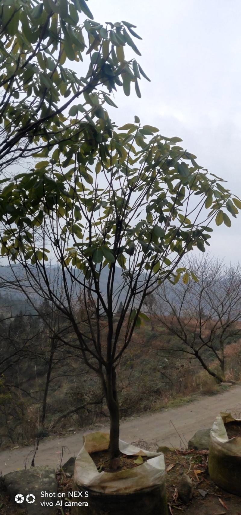 高山杜鹃，四季常绿，高山才有的杜鹃