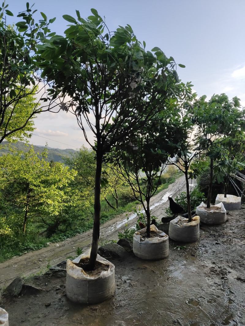 高山杜鹃，四季常绿，高山才有的杜鹃