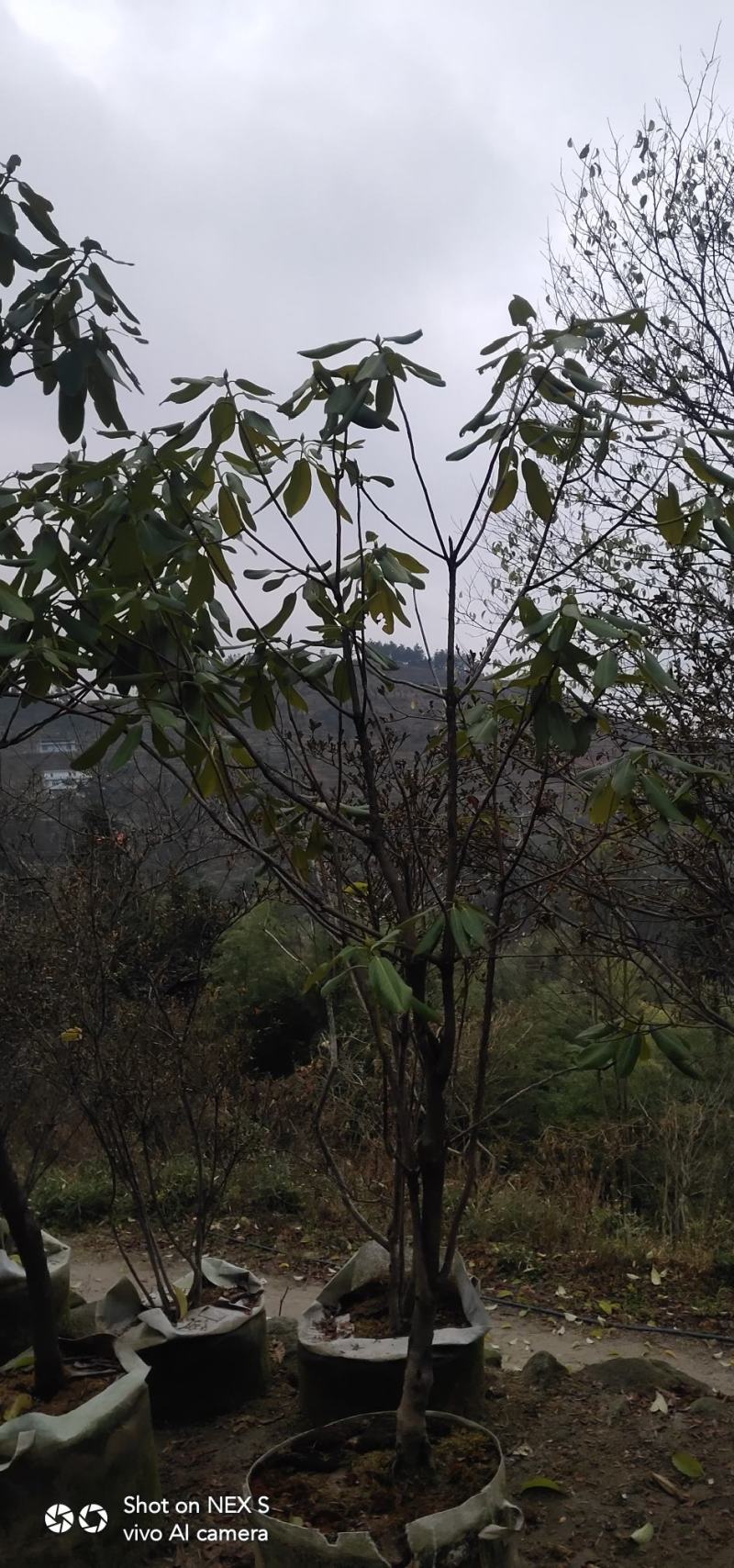 高山杜鹃，四季常绿，高山才有的杜鹃