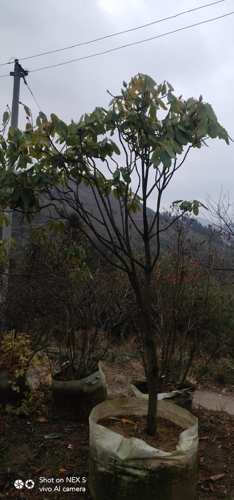 高山杜鹃，四季常绿，高山才有的杜鹃