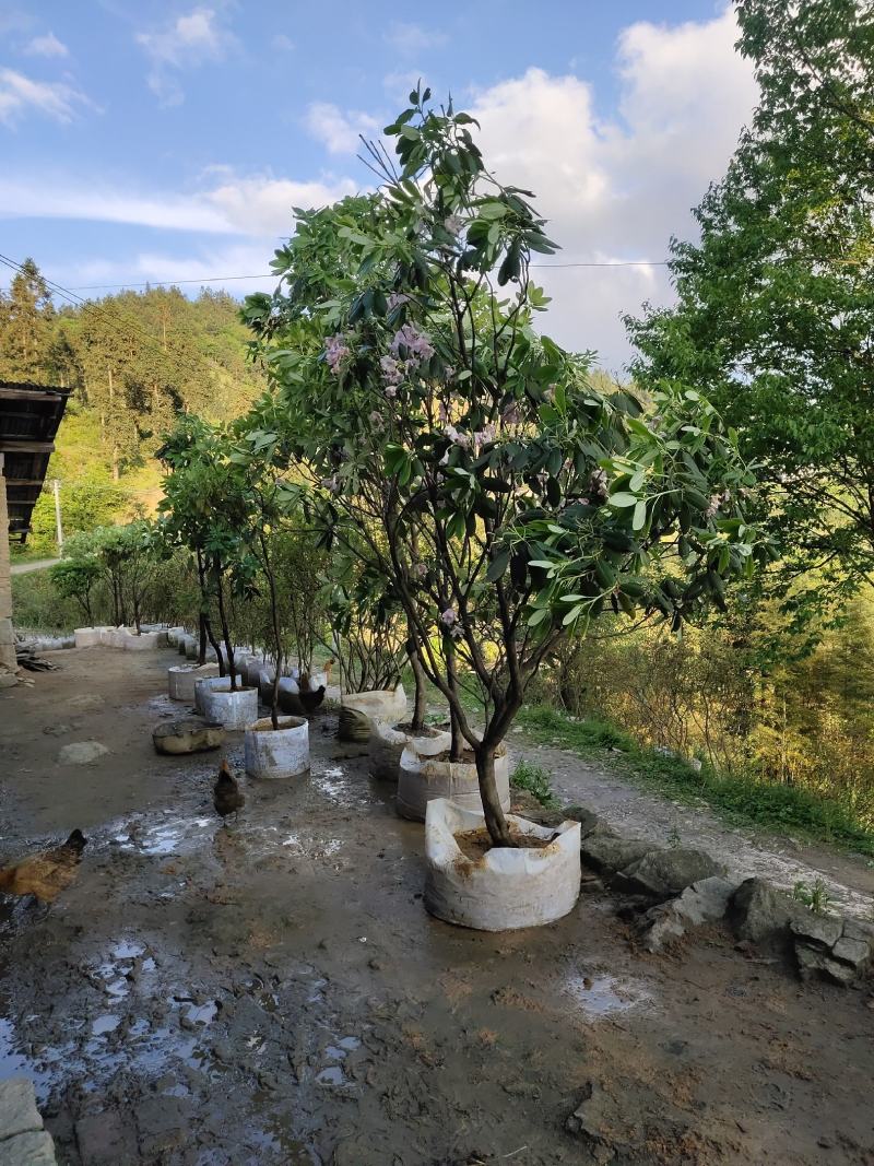 高山杜鹃，四季常绿，高山才有的杜鹃
