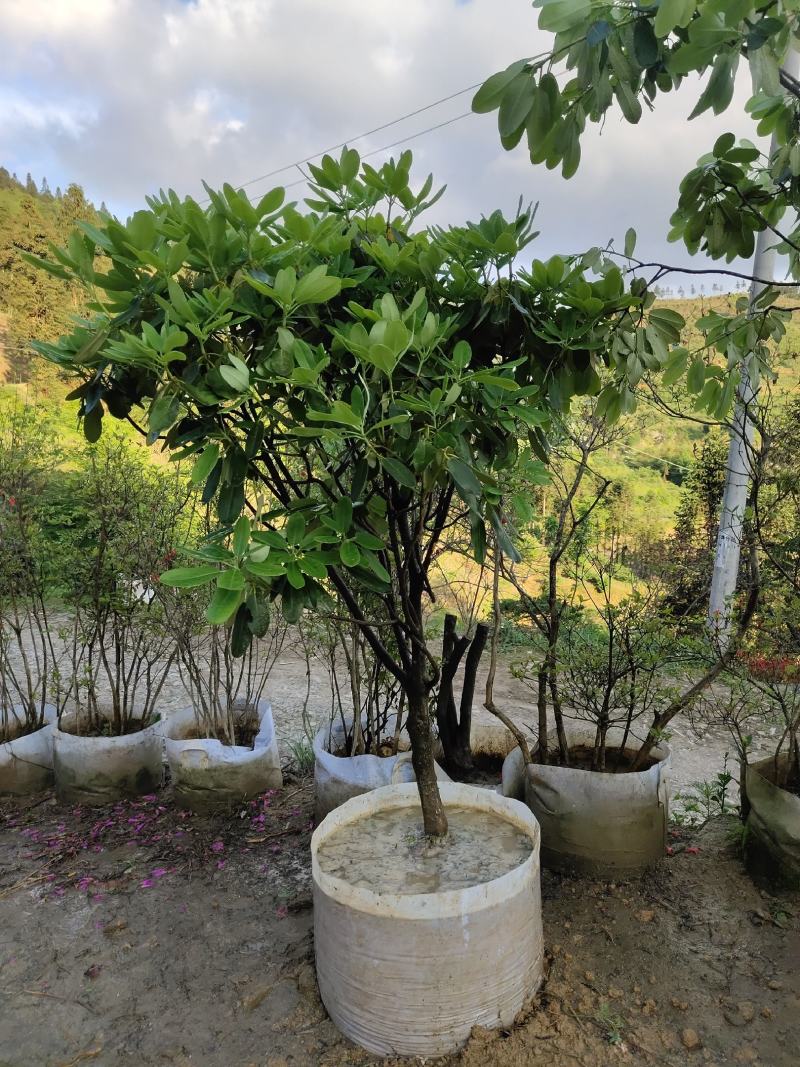 高山杜鹃，四季常绿，高山才有的杜鹃