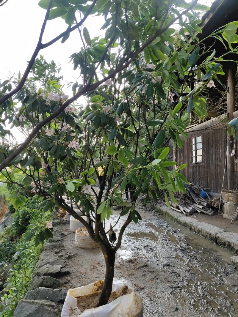 高山杜鹃，四季常绿，高山才有的杜鹃