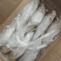 冷冻白鳞鱼，无断尾，价格便宜白鳞鱼，快鱼适合晒、零售等