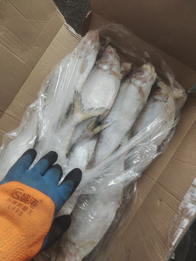 冷冻白鳞鱼，无断尾，价格便宜白鳞鱼，快鱼适合晒、零售等