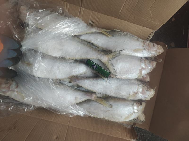 冷冻白鳞鱼，无断尾，价格便宜白鳞鱼，快鱼适合晒、零售等