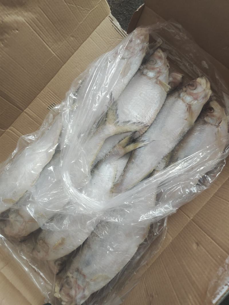 冷冻白鳞鱼，无断尾，价格便宜白鳞鱼，快鱼适合晒、零售等