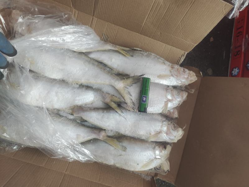 冷冻白鳞鱼，无断尾，价格便宜白鳞鱼，快鱼适合晒、零售等