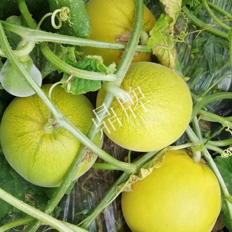 鼎牌斯威特甜瓜种子，400粒