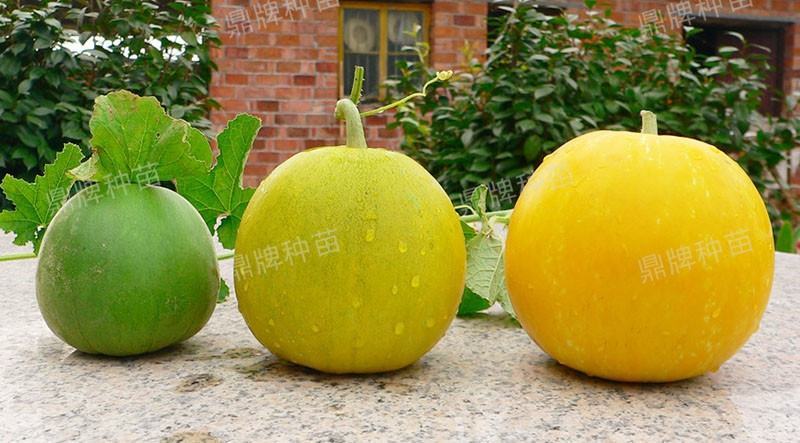 鼎牌斯威特甜瓜种子，400粒
