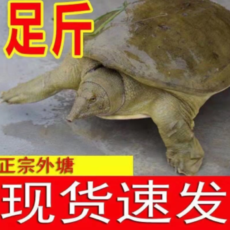 外1一6斤青黄背老甲鱼塘口现抓现发价格实惠包邮包活