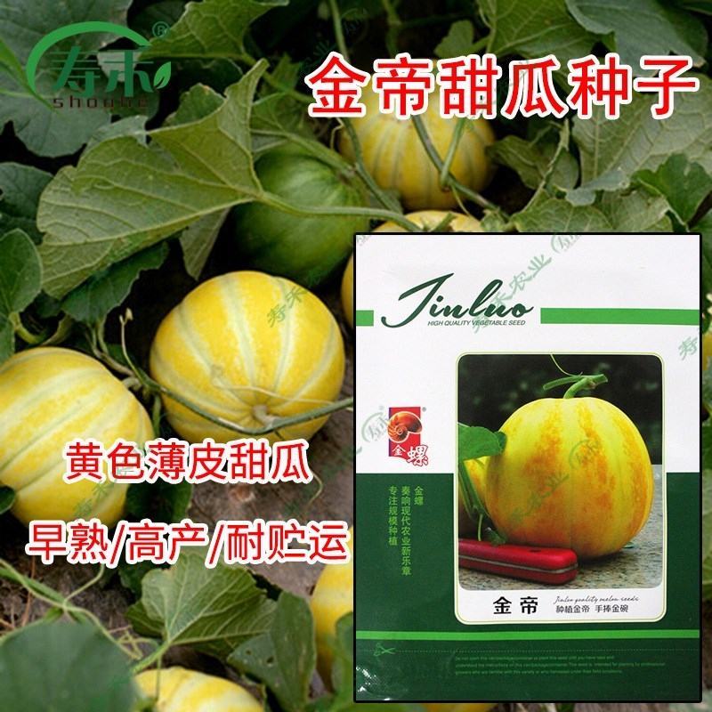 鼎牌甜瓜种子，400粒