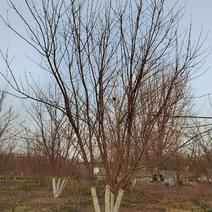独本丛生五角枫，高度5-7米，大量有货