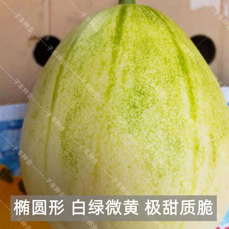 大早糖甜瓜种子，10克