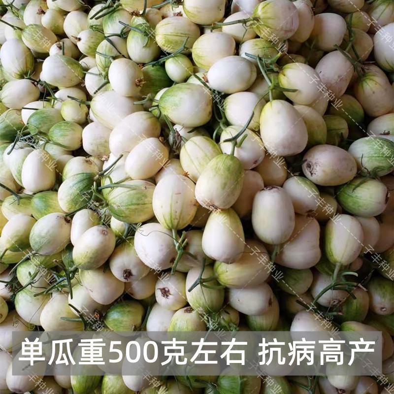 大早糖甜瓜种子，10克