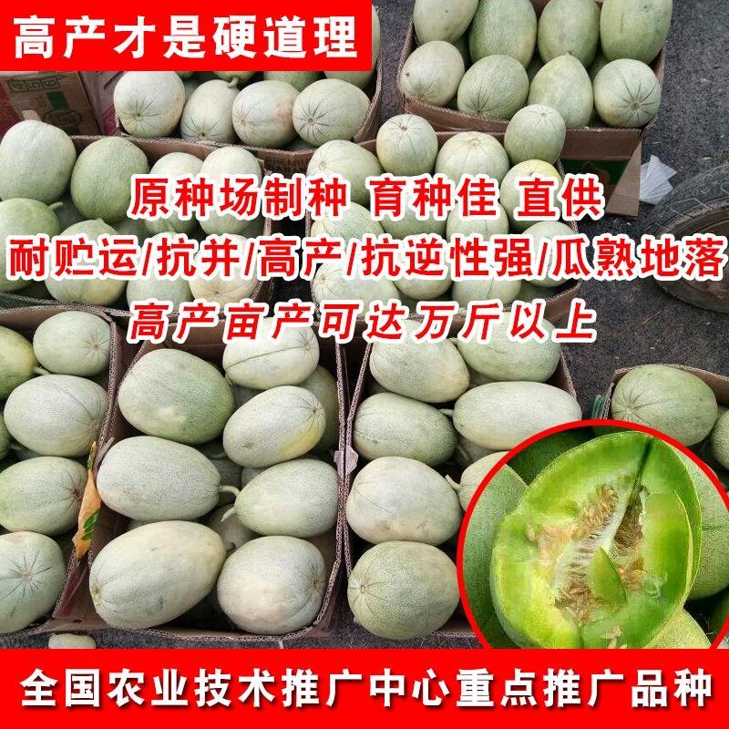 新景甜1号甜瓜种子，10克