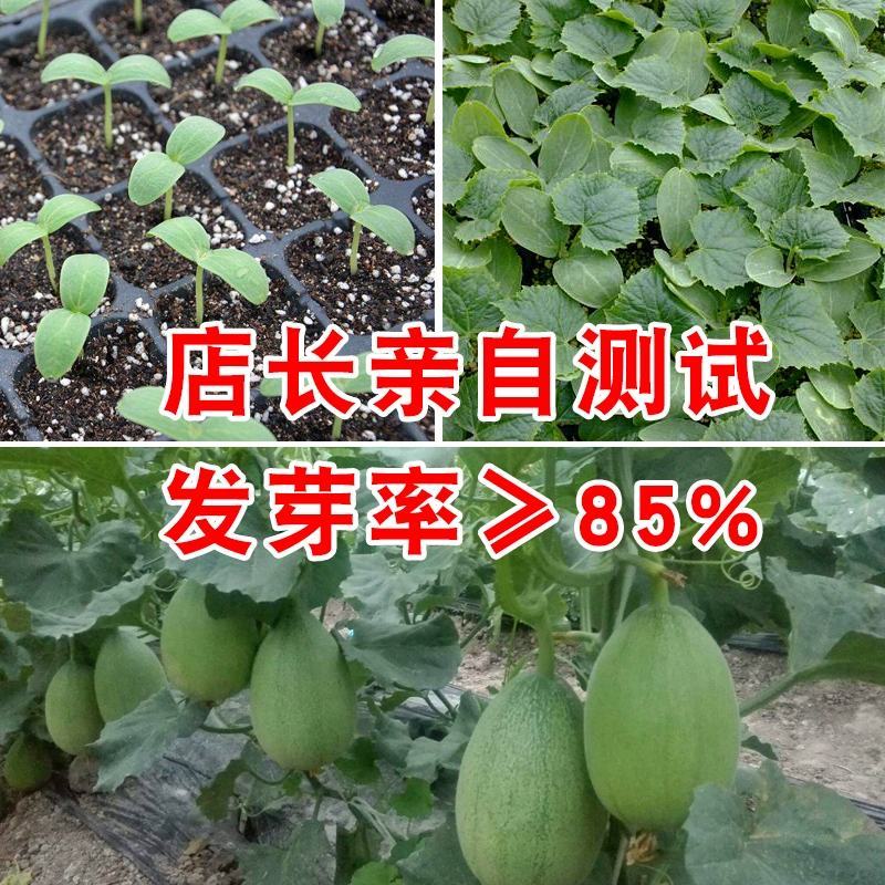 新景甜1号甜瓜种子，10克