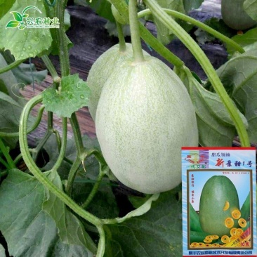新景甜1号甜瓜种子，10克
