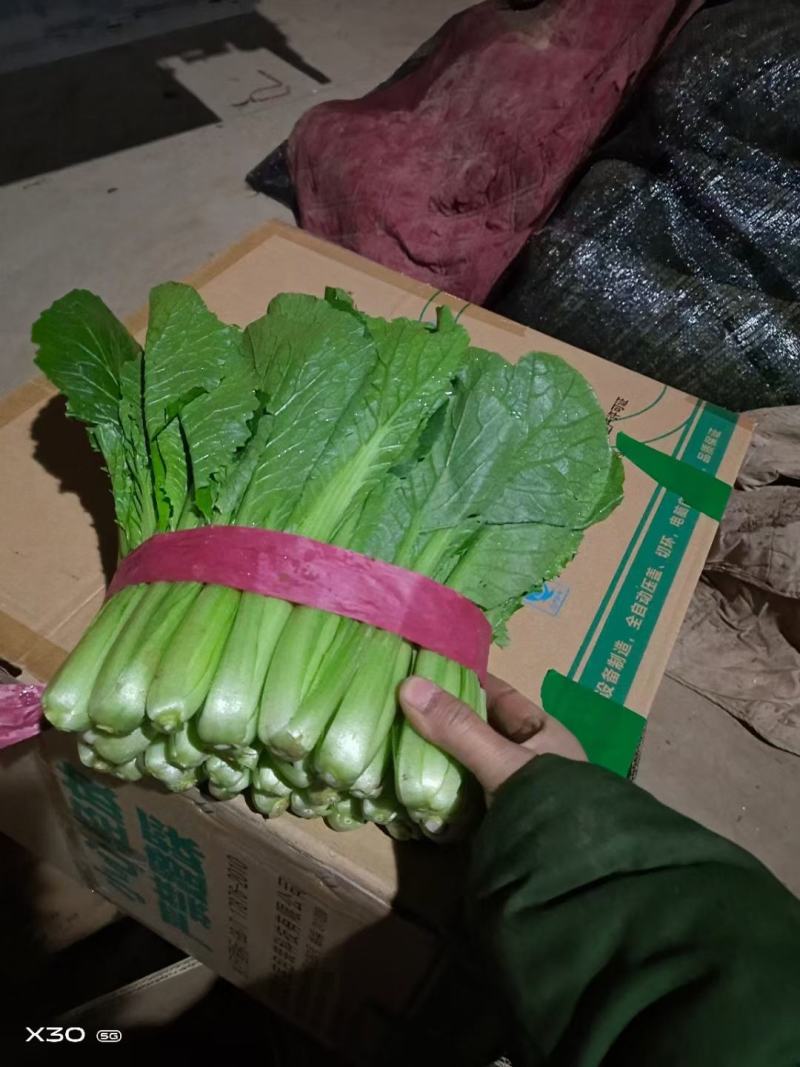 小白菜25~30cm各种级别都有大量现货